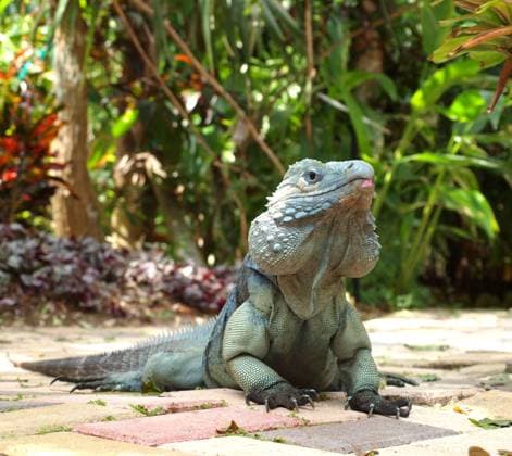 The rare blue iguana is found only in the Cayman Islands , 1452636.jpg, reptile, blue, lizard, iguana, wild, nature, animal, wildlife, tropical, scales, travel, island, caribbean, RECORD DATE NOT STATED