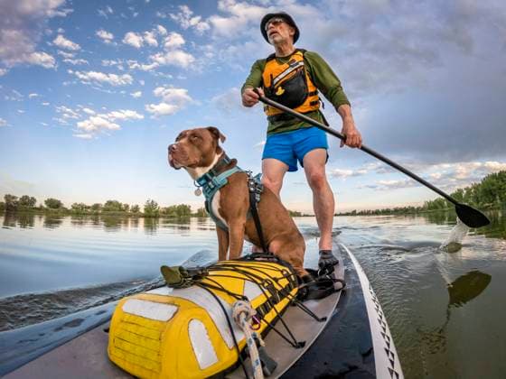 stand up paddling with a pitbull dog senior male paddling stand up paddleboard with his pitbull dog on lake in Colorado, summer scenery ,model released, Symbolfoto Copyright: xZoonar.com MarekxUliaszx 14067658 ,model released, Symbolfoto ,property released