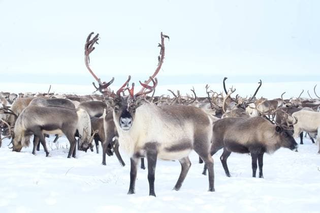 Reindeer in the sima tundra in snow. Reindeer in the sima tundra in the snow. Copyright: xZoonar.com LiudmilaxYagovitinax 20140106