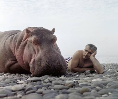 TAMER HIPPOPOTAMUS 37293 03.08.1967 A tamer with a hippo on the Black sea shore. Yuriy Somov Sputnik Russia  Copyright: xYuriyxSomovx