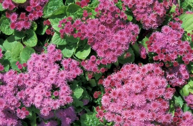 Ageratum the ageratum effect in photography Ageratum houstonianum Ageratum the ageratum effect in photography Ageratum houstonianum, Credit:JC Carton Avalon  Copyright: xJCxCartonx xAvalonx 0508197348