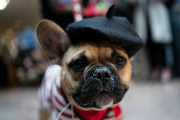Entertainment Themen der Woche KW44 Dogs in costumes parade through the Hart Senate Office Building for the Bipawtisan Howl-o-ween Dog Parade emceed by Sen. Mitt Romney, R-UT, at the U.S. Capitol in Washington, DC on Tuesday, October 31, 2023. Sen. Thom Tillis, R-NC, who created the parade in 2017, was unable to host after testing positive for COVID-19.  WAP20231031488 BONNIExCASH