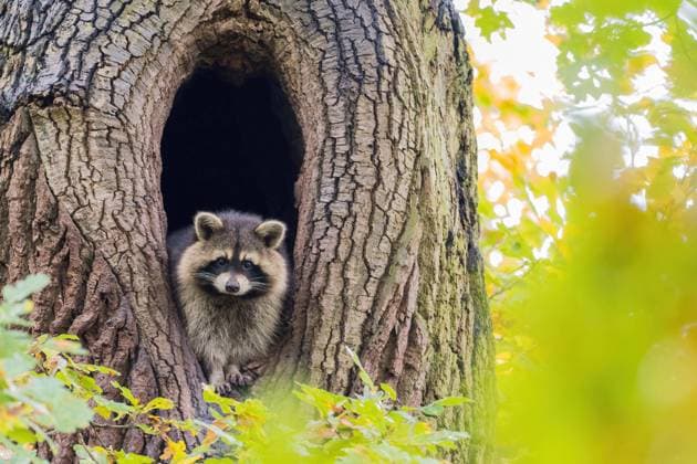  Waschbär (Procyon lotor) schaut aus seiner Baumhöhle, herbstliches Ambiente, Hessen, Deutschland, Europa *** Raccoon Procyon lotor looks from its Tree Cave, Herbstliches Ambience, Hesse, Germany, Europe Copyright: imageBROKER/WilfriedxMartin ibxwma09772986.jpg