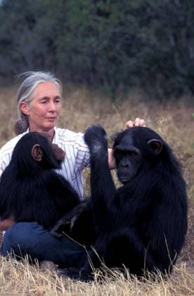 Jane Goodall Personality Jane Goodall Personality Pan troglodytes Jane Goodall Personality Jane Goodall Personality Pan troglodytes, Credit:John Giustina Avalon  Copyright: xJohnxGiustinax xAvalonx 0508306393