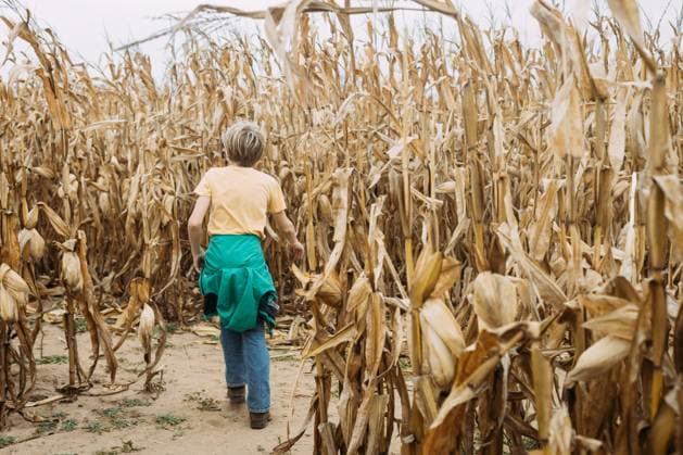 Child in corn maze at pumpkin patch during fall season Sikeston, Missouri, United States R_WEKW231030D8-1281157-01 ,model released, Symbolfoto