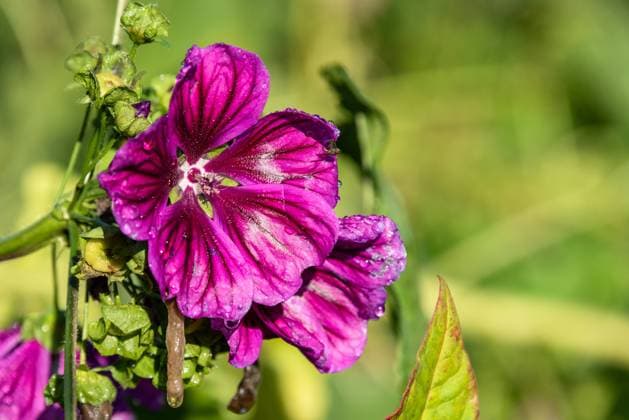 Eine lila Stockrose Alcea rosea in einem Bauerngarten nach einem Regen im Sonnenschein *** A purple hollyhock Alcea rosea in a cottage garden after a rain in the sunshine