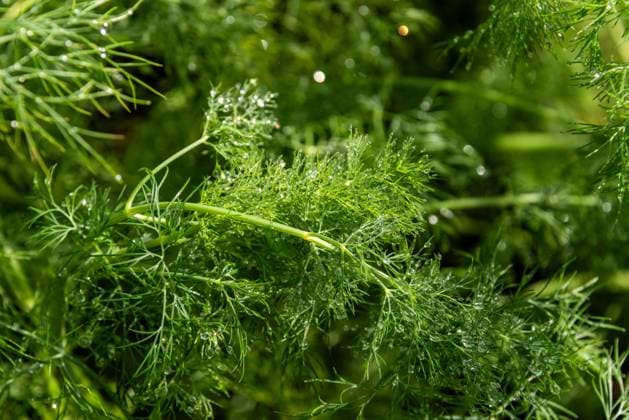 Dill, Dille oder Gurkenkraut, auch Dillkraut und Dillfenchel genannt Anethum graveolens in einem Bauerngarten *** Dill, dill or cucumber herb, also called dill weed and dill fennel Anethum graveolens in a cottage garden.