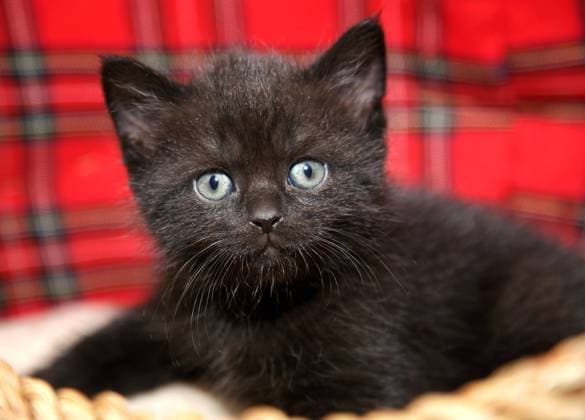 Curious black funny baby cat kitten in wicker basket Copyright: ElenaxKovaleva 32138423 RECORD DATE NOT STATED
