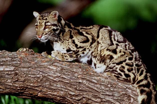 Clouded Leopard Clouded Leopard Neofelis nebulosa Clouded Leopard Clouded Leopard Neofelis nebulosa, Credit:John Shaw Avalon  Copyright: xJohnxShawx xAvalonx 0508548157
