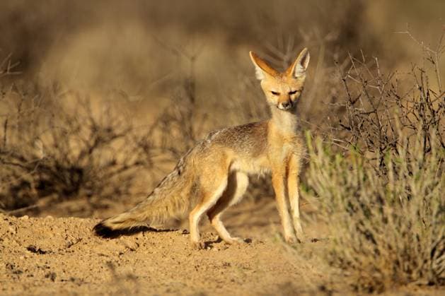 Creative Highlights World Cape fox (Vulpes chama), Kalahari desert, South Africa Copyright: NicoxSmit 32139844 RECORD DATE NOT STATED