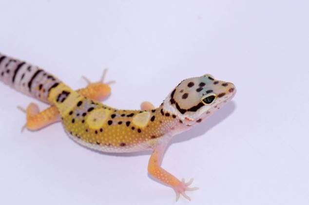 beautiful juvenile leopard gecko (Eublepharis macularius) as pet Copyright: 32161671 RECORD DATE NOT STATED