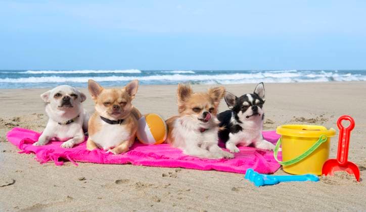 portrait of a cute purebred chihuahuas on the beach Copyright: BONZAMIxEmmanuelle 32167611 RECORD DATE NOT STATED