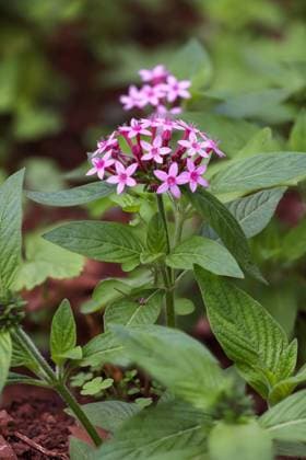 Pentas, Fuenzahlstrauch (Pentas lanceolata), bluehende Pflanze, Madeira Egyptian Star Cluster, Star Cluster (Pentas lanceolata), blooming, Madeira BLWS697102 *** Pentas, Fuenzahl bush Pentas lanceolata , blooming Plant, Madeira Egyptian Star Cluster, Star Cluster Pentas lanceolata , blooming, Madeira BLWS697102 Copyright: xblickwinkel M.xWoikex
