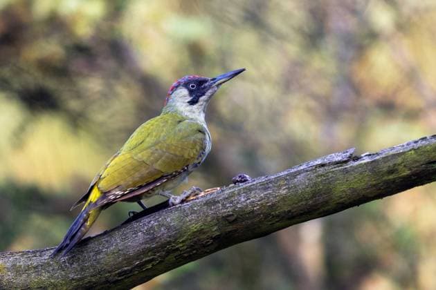 Gruenspecht, Gruen-Specht (Picus viridis), Weibchen sitzt im Wald auf einem toten Ast, Niederlande, Overijssel, Ommen green woodpecker (Picus viridis), female sitting on a branch, Netherlands, Overijssel, Ommen BLWS697120 *** Gruenspecht, Gruen Specht Picus viridis , Female sits at Forest at a Dead Branch, Netherlands, Overijssel, Accepted Green Woodpecker Picus viridis , Female Sitting ON a branch, Netherlands, Overijssel, Accepted BLWS697120 Copyright: xblickwinkel M.xWoikex