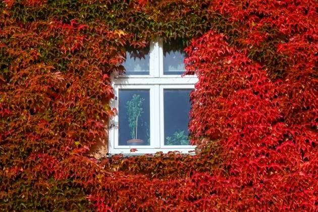 Haus mit Weinlaub im Herbst, rot, Berlin, Deutschland *** House with vine leaves in autumn, red, Berlin, Germany