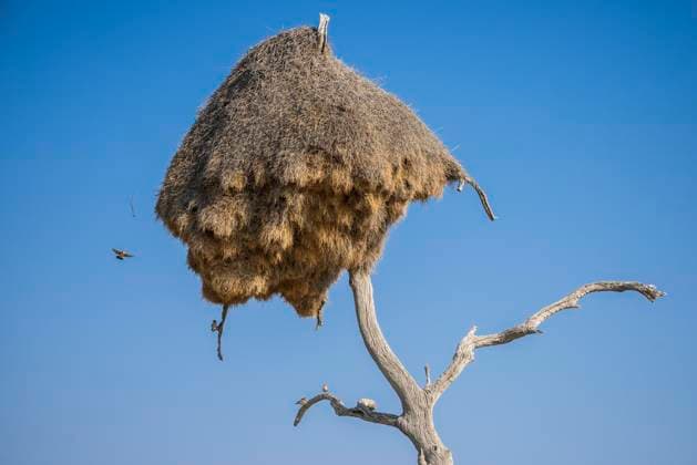 Gemeinschaftsnest der Siedelweber (Philetairus socius) an einem Baum, Etosha Nationalpark, Namibia, Afrika *** Community nest the Siedelweber Philetairus socius to a Tree, Etosha National Park, Namibia, Africa Copyright: imageBROKER/MatthiasxGraben ibxdrn09778933.jpg 