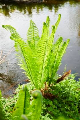 Echter Wurmfarn (Dryopteris filix mas) wächst an einem kleinen Bach, Bayern, Deutschland, Europa *** Real Wurmfarn Dryopteris Filix MAS grows to a small Bach, Bavaria, Germany, Europe Copyright: imageBROKER Davidx&xMichaxSheldon ibxshe09785776.jpg