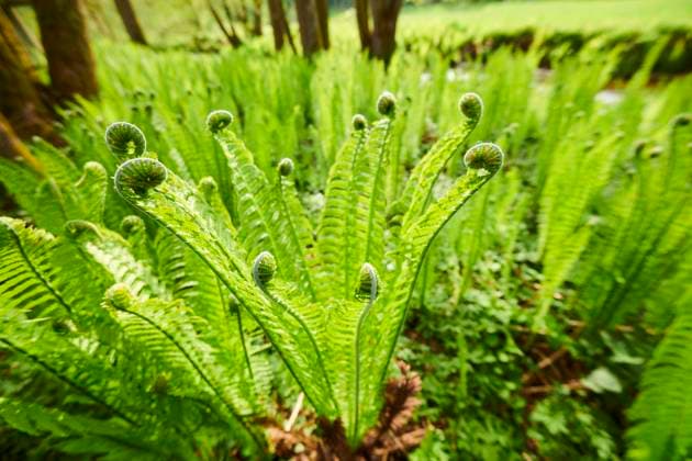 Echter Wurmfarn (Dryopteris filix mas) wächst an einem kleinen Bach, Bayern, Deutschland, Europa *** Real Wurmfarn Dryopteris Filix MAS grows to a small Bach, Bavaria, Germany, Europe Copyright: imageBROKER Davidx&xMichaxSheldon ibxshe09785798.jpg