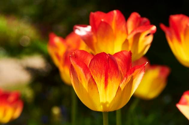  Blüte der Gartentulpe (Tulipa gesneriana), Nahaufnahme, Bayern, Deutschland, Europa *** Flower the Garden tulip Tulipa gesneriana , Close-up, Bavaria, Germany, Europe Copyright: imageBROKER/Davidx&xMichaxSheldon ibxshe09787549.jpg