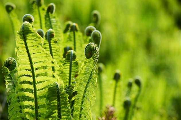 Echter Wurmfarn (Dryopteris filix mas), Detail, Nahaufnahme, Bayern, Deutschland, Europa *** Real Wurmfarn Dryopteris Filix MAS , Detail, Close-up, Bavaria, Germany, Europe Copyright: imageBROKER Davidx&xMichaxSheldon ibxshe09787755.jpg