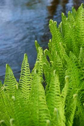 Echter Wurmfarn (Dryopteris filix mas) wächst an einem kleinen Bach, Bayern, Deutschland, Europa *** Real Wurmfarn Dryopteris Filix MAS grows to a small Bach, Bavaria, Germany, Europe Copyright: imageBROKER Davidx&xMichaxSheldon ibxshe09787767.jpg