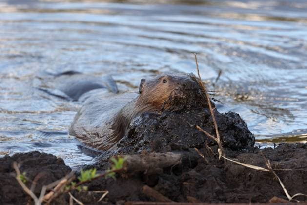 North American Beaver (Castor canadensis) Alberta Canada North American Beaver (Castor canadensis) Alberta Canada Copyright: xZoonar.com FrankxFichtmuellerx 19458553