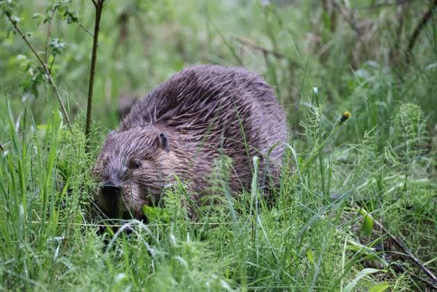North American Beaver (Castor canadensis) Alberta Canada North American Beaver (Castor canadensis) Alberta Canada Copyright: xZoonar.com FrankxFichtmuellerx 19458617
