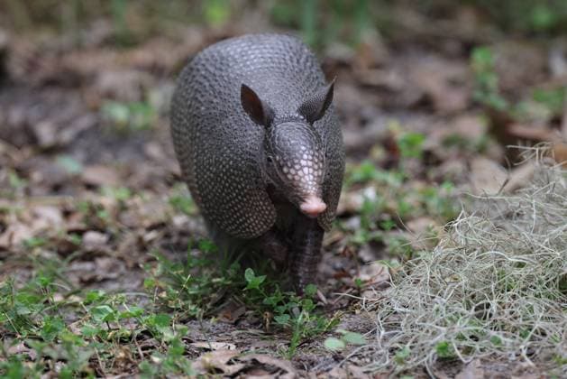 Armadillo Walking In Florida Circle B Bar Reserve Armadillo Walking In Florida Circle B Bar Reserve Copyright: xZoonar.com FrankxFichtmuellerx 19464981
