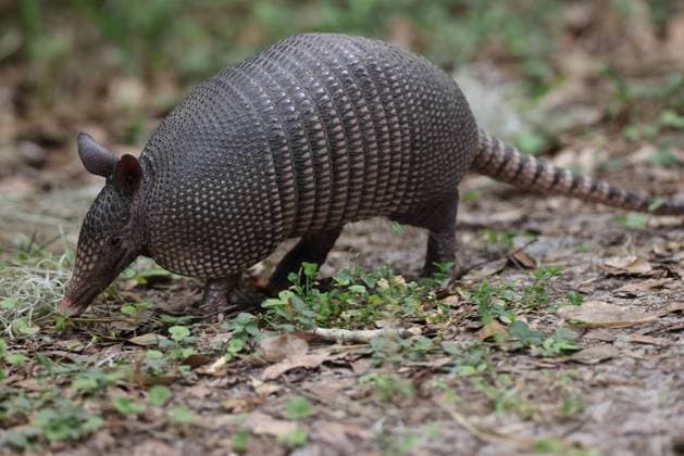 Armadillo Walking In Florida Circle B Bar Reserve Armadillo Walking In Florida Circle B Bar Reserve Copyright: xZoonar.com FrankxFichtmuellerx 19464990