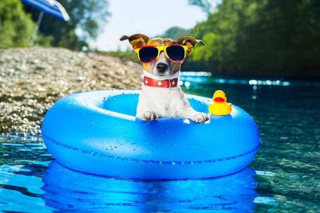 dog on blue air mattress in water refreshing Copyright: Crestock 32190215