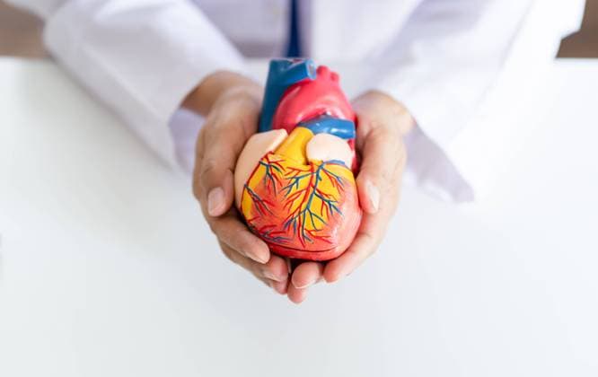 Doctor with anatomical model of human heart Cardiologist supports the heart. heart diagnose medical checkup cardiologist in examination room Doctor with anatomical model of human heart Cardiologist supports the heart. heart diagnose medical checkup cardiologist in examination room. Copyright: xZoonar.com SirijitxJongcharoenkulchaix 20632229