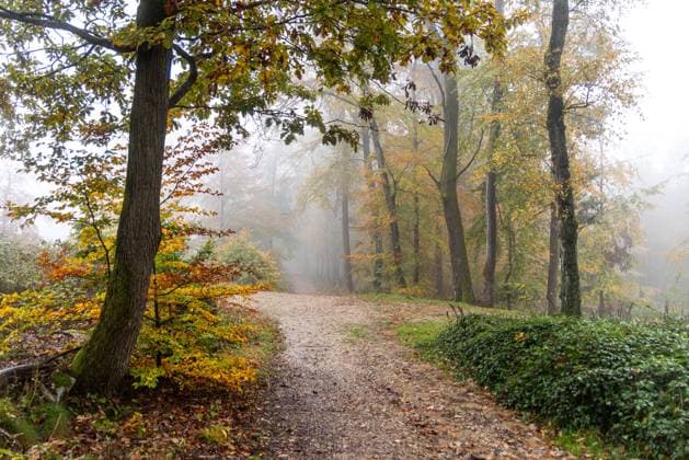 News Themen der Woche KW44 Trübes Novemberwetter in Hessen Bei Regen und Nebel zeigt sich der herbstliche Wald oberhalb der Emminghaushütte trüb., Oberursel Hessen Deutschland *** Cloudy November weather in Hesse The autumnal forest above the Emminghaushütte is cloudy with rain and fog , Oberursel Hessen Germany