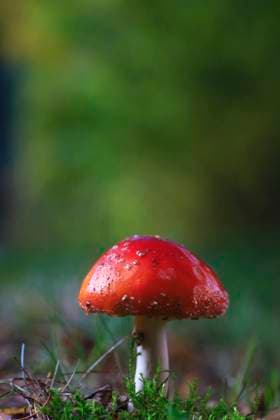 IMAGO Creative, Jahreszeit Herbst auf dem Land Märchenhaft *** fairytale 1001301798