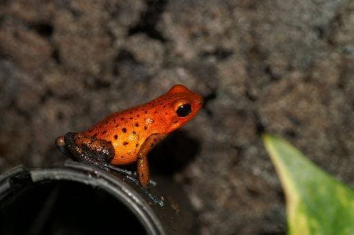 Detailed closeup on a colorful red Oophaga pumilio, Strawberry Poison Frog in a terrarium 21775931 RECORD DATE NOT STATED