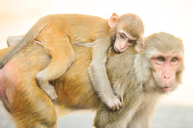 November 5, 2023: Sylhet, Bangladesh: Rhesus Macaque monkey at the strret of Sylhet town. These Monkey s been grown up in Sylhet from at the Shrine of Hazrat Chasni Pir (R) who was a geologist and he was the closest companion of Hazrat Shah Jalal (R). He had a pet monkey. When Hazrat Chashni Pir (R) died, monkeys started breeding and his tomb became famous for monkeys. - ZUMAr143 20231105_zap_r143_008 Copyright: xMdxRafayatxHaquexKhanx