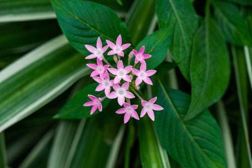 A vibrant pink Egyptian starcluster, growing wild in its native habitat, standing out from its surroundings 17993391 RECORD DATE NOT STATED