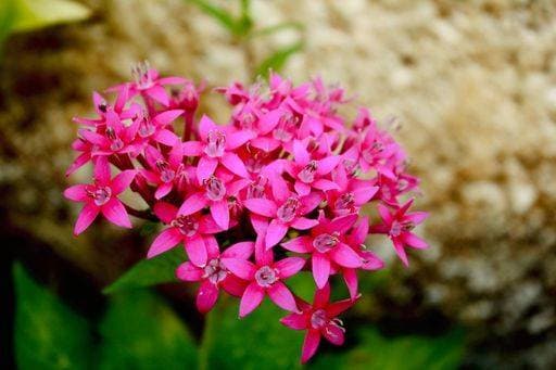 A closeup of beautiful pink Egyptian starcluster (Pentas lanceolata) on blurred background 18580170 RECORD DATE NOT STATED