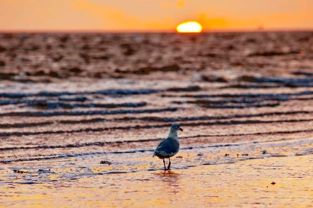 Auslaufender Flutsaum in der Wattlandschaft mit untergehender Sonne und einer Möwe, Insel Norderney, Nordsee, Niedersachsen, Deutschland, Europa *** Discontinued Flood hem in the Mudflat landscape with untergehender Sun and a Seagull, Island Norderney, North Sea, Lower Saxony, Germany, Europe Copyright: imageBROKER StefanxZiese iblszi09790352.jpg