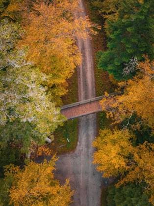 Luftbild Brücke des Baumwipfelpfad im Herbstwald, Sommerberg, Schwarzwald, Bad Wildbad, Deutschland, Europa *** Luftbild Bridge of Baumwipfelpfad at Autumn forest, Sommerberg, Black Forest, Bathroom Wildbad, Germany, Europe Copyright: imageBROKER ManuelxKamuf ibxmlk09772881.jpg