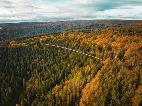 Wildline Hängebrücke im Herbstwald, Sommerberg, Schwarzwald, Bad Wildbad, Deutschland, Europa *** Wildline Suspension Bridge at Autumn forest, Sommerberg, Black Forest, Bathroom Wildbad, Germany, Europe Copyright: imageBROKER ManuelxKamuf ibxmlk09773002.jpg