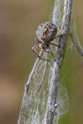 Creative Highlights World Strauchradspinne, Strauch-Radspinne, Koerbchenspinne, Koerbchen-Spinne (Araneus redii, Agalenatea redii), im Spinnennetz, Aufsicht, Deutschland bush orbweaver, basketweaver (Araneus redii, Agalenatea redii), in the cobweb, dorsal view, Germany BLWS697346 *** Shrub wheel spider, Bush Wheel spider, Koerbchenspinne, Notches Spider araneus redii, Agalenatea redii , at Spiders web, Supervision, Germany Bush orbweaver, basket weaver araneus redii, Agalenatea redii , in The cobweb, dorsal view, Germany BLWS697346 Copyright: xblickwinkel F.xHeckerx
