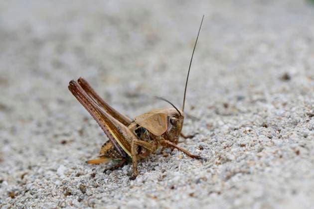 Creative Highlights World Suedlicher Warzenbeisser (Decticus albifrons), Larve am Boden, Kroatien White-faced bushcricket, Mediterranean wart-biter, Southern wartbiter (Decticus albifrons), larva on the ground, Croatia BLWS697407 *** Southern Wart-biter Decticus albifrons , Larva on Floor, Croatia White faced bushcricket, Mediterranean Wait biter, Southern wartbiter Decticus albifrons , larva ON The ground, Croatia BLWS697407 Copyright: xblickwinkel F.xHeckerx