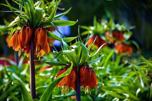 A closeup of Fritillaria imperialis, the crown imperial flowers blooming in the garden. 18774246 RECORD DATE NOT STATED