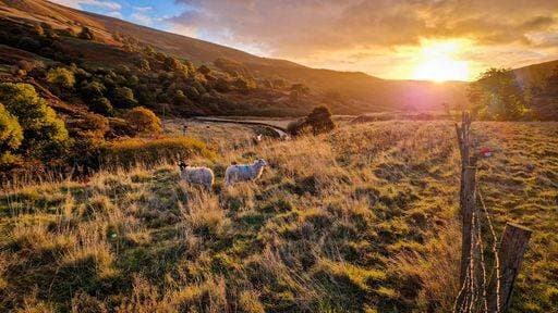 Two sheep on the farm in the mountains of Peak District National Park during the sunset in the UK 10107705 RECORD DATE NOT STATED