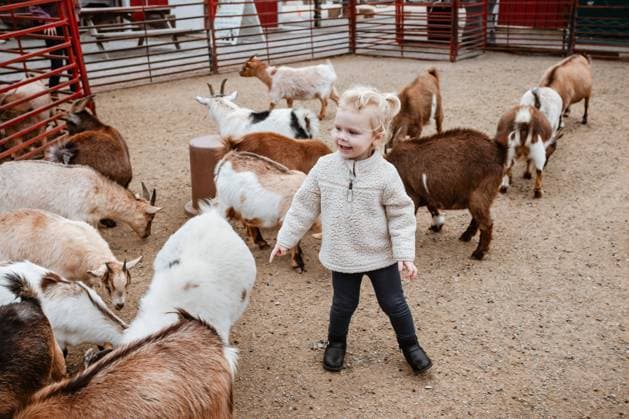 Young child at petting zoo surrounded in goats Cape Girardeau, Missouri, United States R_WEKW231106F4-1283235-01 ,model released, Symbolfoto