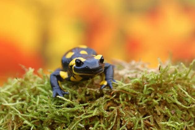 Feuersalamander (Salamandra salamandra), läuft im Herbstwald über Moos, Indiansummer, Tierportrait, Wildlife, Nordrhein-Westfalen, Deutschland, Europa *** Fire salamander salamandra salamandra , running at Autumn forest via Moss, Indian buzzer, Animal portrait, Wildlife, North Rhine Westphalia, Germany, Europe Copyright: imageBROKER BurkhardxSauskojus ibxbsa09728242.jpg