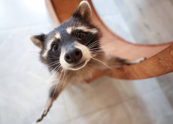 Entertainment Themen der Woche KW45 Entertainment Bilder des Tages RUSSIA, MOSCOW - NOVEMBER 8, 2023: A raccoon is seen at the Pushistaya Bratva raccoon cafe. Valery Sharifulin TASS  64563225