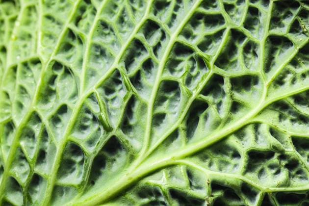 Detail of green savoy cabbage leaf Detail of green savoy cabbage leaf Copyright: xZoonar.com JIRIxHERAx 17051316