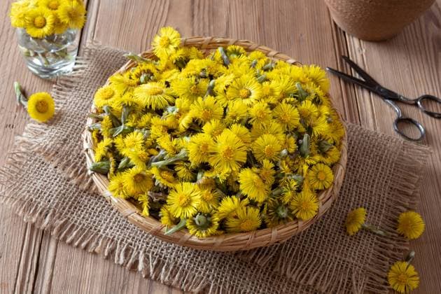 Coltsfoot, or Tussilago farfara flowers in a basket on a wooden table , 27684014.jpg, coltsfoot, Tussilago farfara, flower, basket, bloom, blossom, table, many, spring, springtime, wild, edible, plant, weed, herb, herbal, medicinal, nature, natural, fresh, healthy, food, foraging, vegetarian, alternative medicine, health, heap, yellow, remedy, healing, scissors, rustic, burlap, wood, wooden, RECORD DATE NOT STATED