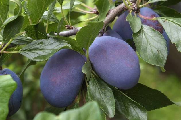 Pflaumen, Pflaumenbaum Violette Pflaumen zwischen Blaettern versteckt am Ast eines Pflaumenbaums. Querformat. Violet plums hidden between the leaves on a branch of a plum tree. Horizontal format. Copyright: xZoonar.com BernhardxKuhx 20639009